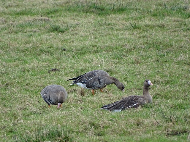 取類似行徑 取類似行徑